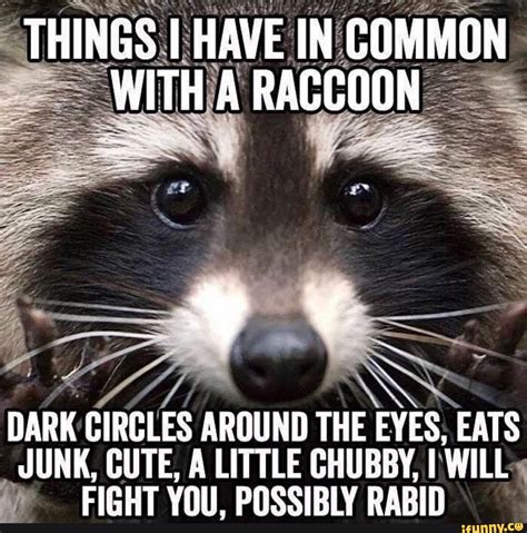 racoon meme|chunky raccoon meme.